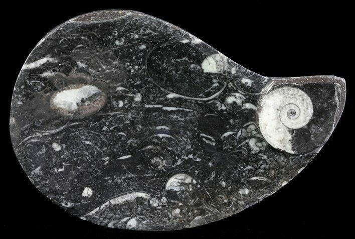 Teardrop Fossil Goniatite Dish - Stoneware #62438